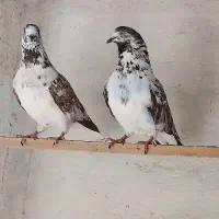 کبوتر پرشی معاوضه