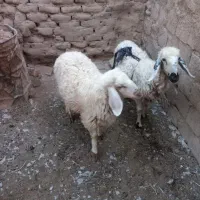 بره نر ومیش