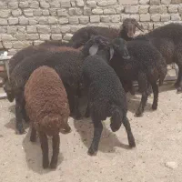 ۹ راس بره ماده رنگ دار