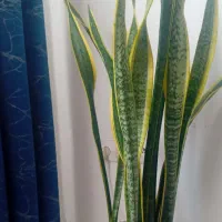 فروش سانسوریا  ابلق