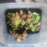 درآمد عالی خونگی با پرورش حلزون آلبینو و خاویار|خزنده|ارومیه, |دیوار