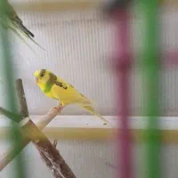 جفت مرغ عشق