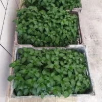 نهال فلفل شمشیری