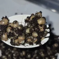 جوجه حلزون آلبینو آچاتینا