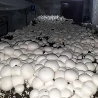کارگاه پرورش قارچ