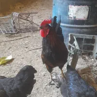 خروس