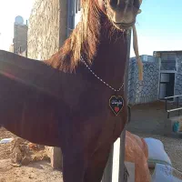 اسب نریان عرب معاوضه