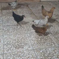 مرغ. عروس هلندی. گرینچیک
