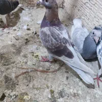 کفتر|پرنده|گلبهار, شهر جدید گلبهار|دیوار