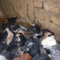 جوجه های گلین اصیل