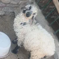 بره نر دورگ جری مخصوص نگهداری