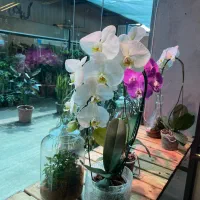 ارکیده (هلندی)