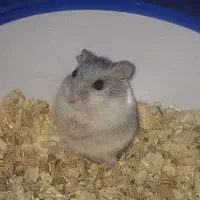 همستر کمپل سفید