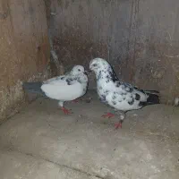 کبوتر جفت سوسکی