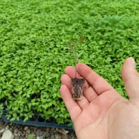 نهال گوجه فلفل دلمه بامجان فلفل تند