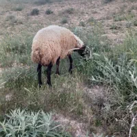 سلام گوسفند