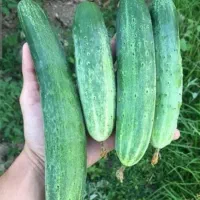 خیارمحلی درختی ولوبیا سبز تازه