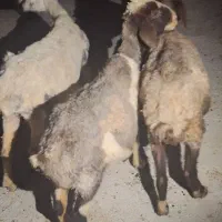 ۳ راس میش