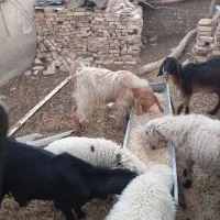 سلام  کهر نر فروشی