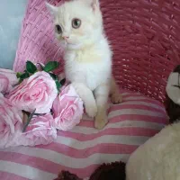 گربه نر دوماه و نیمه بریتیش
