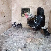 جوجه گلین ۶ عدد به همراه مادر