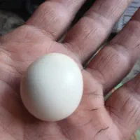 سنگ یقول دوقل