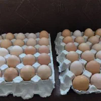 تخم مرغ بومی گلپایگان.عمده