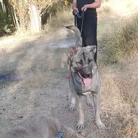 سگ گم شده