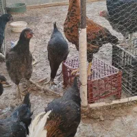 مرغ و خروس رسمی 5 ماهه دم تخم