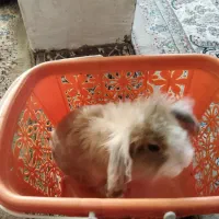 خرگوش لوپ زبر زرنگ
