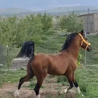 اسب سواریدار