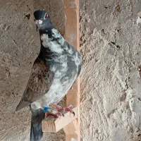 گوره سینه سفید و کلاغی و دوتا جوجه یال و شهری