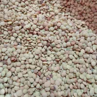 عدس تمیز امسال بوجاری شده