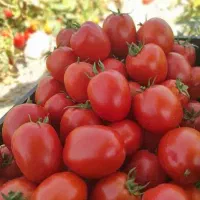 فروش بذر گوجه فرنگی مالاکیت192