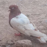 کبوتر