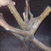 شاخه زینتی مغازه وویترین