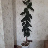 گل فیکوس