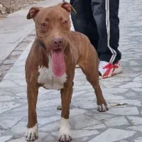 واگذاری سگ پیت بول