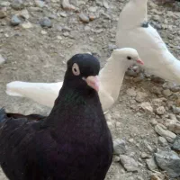 زاغ چشم نوک ماده