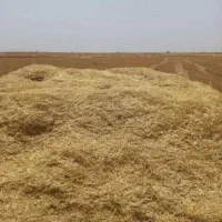 کاه تمیز ودرجه یک