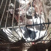 کفتر|پرنده|زبرخان, |دیوار