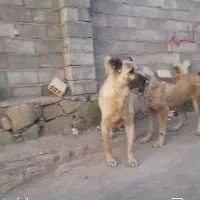 سگ سرابی اصیل