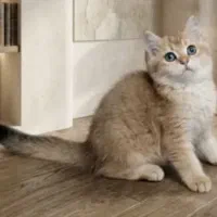 بریتیش و اسکاتیش گلد