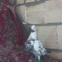 دست پرسیاه دم سفید سوسکی سبز  جف ماده