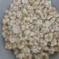 فروش سیرتازه همدان