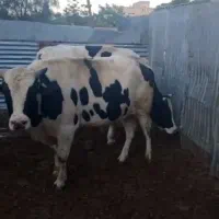4راس گوساله 650تا700