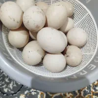 توافقی تخم اردک سیکای خارجی  نطفه دارتازه