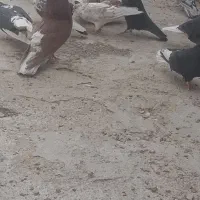 کبوتر تیرماهی