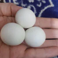 الماس آسیاب