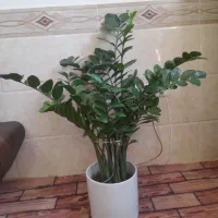 گل و گلدان